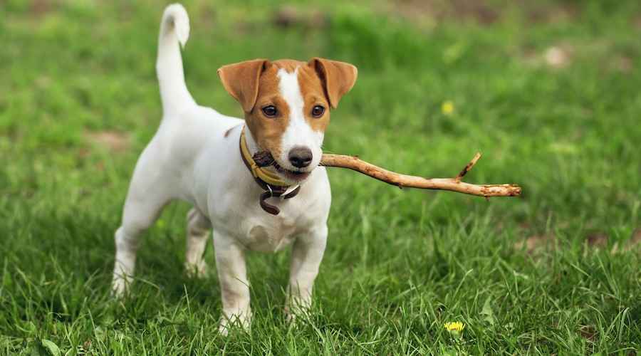 do jack russells need haircuts